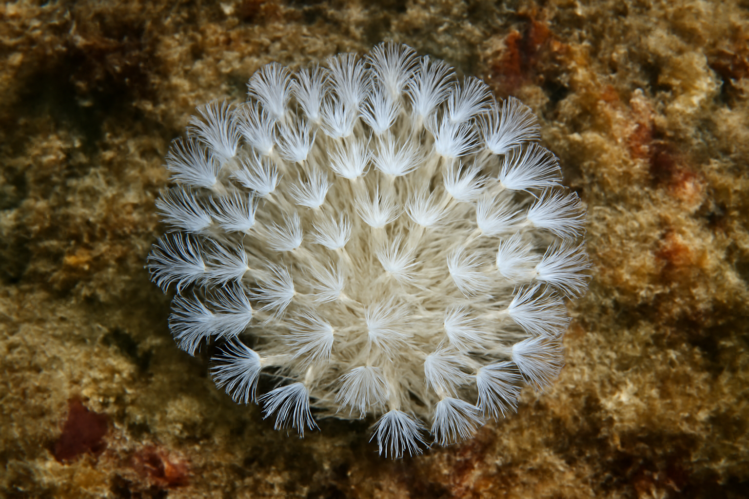 White Sea Mat