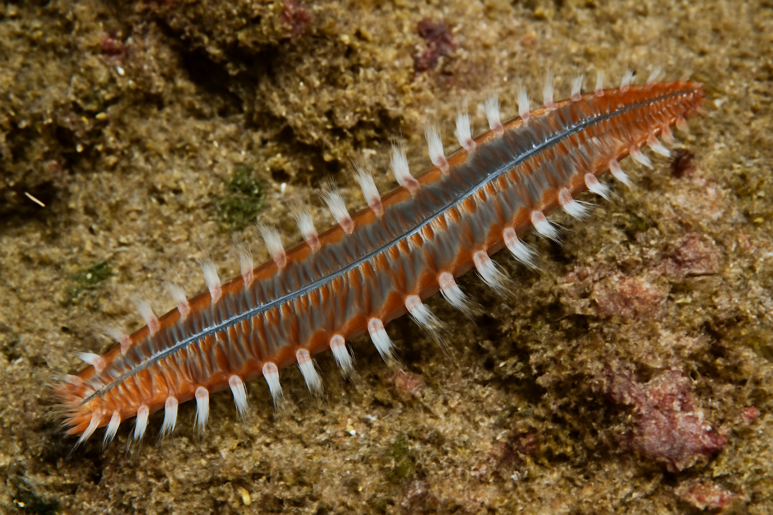 Japanese bristle worm