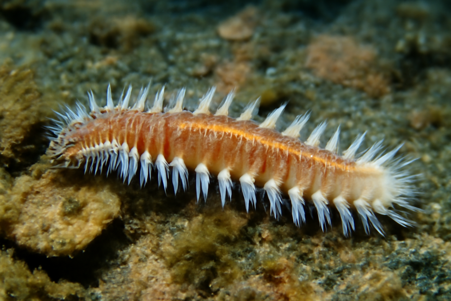 Antarctic Bristleworm