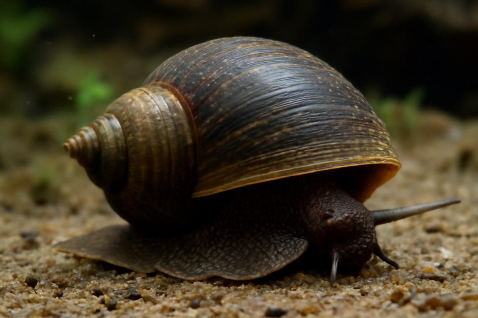 Javanese Thin-shelled Freshwater Snail