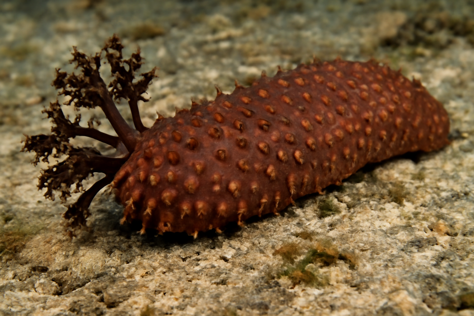 Glandular Sea Cucumber