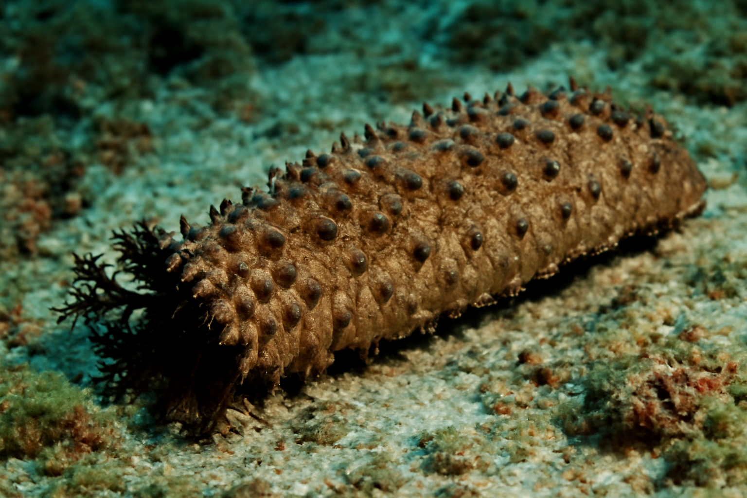 Granular Sea Cucumber