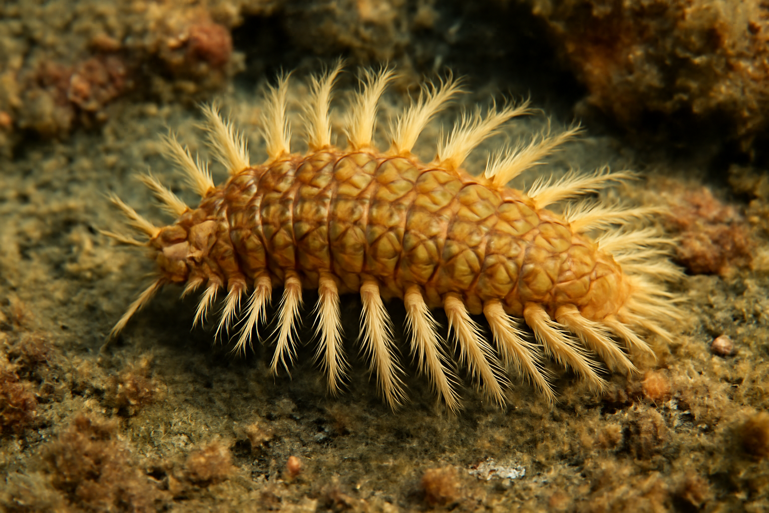 Atlantic Polynoid