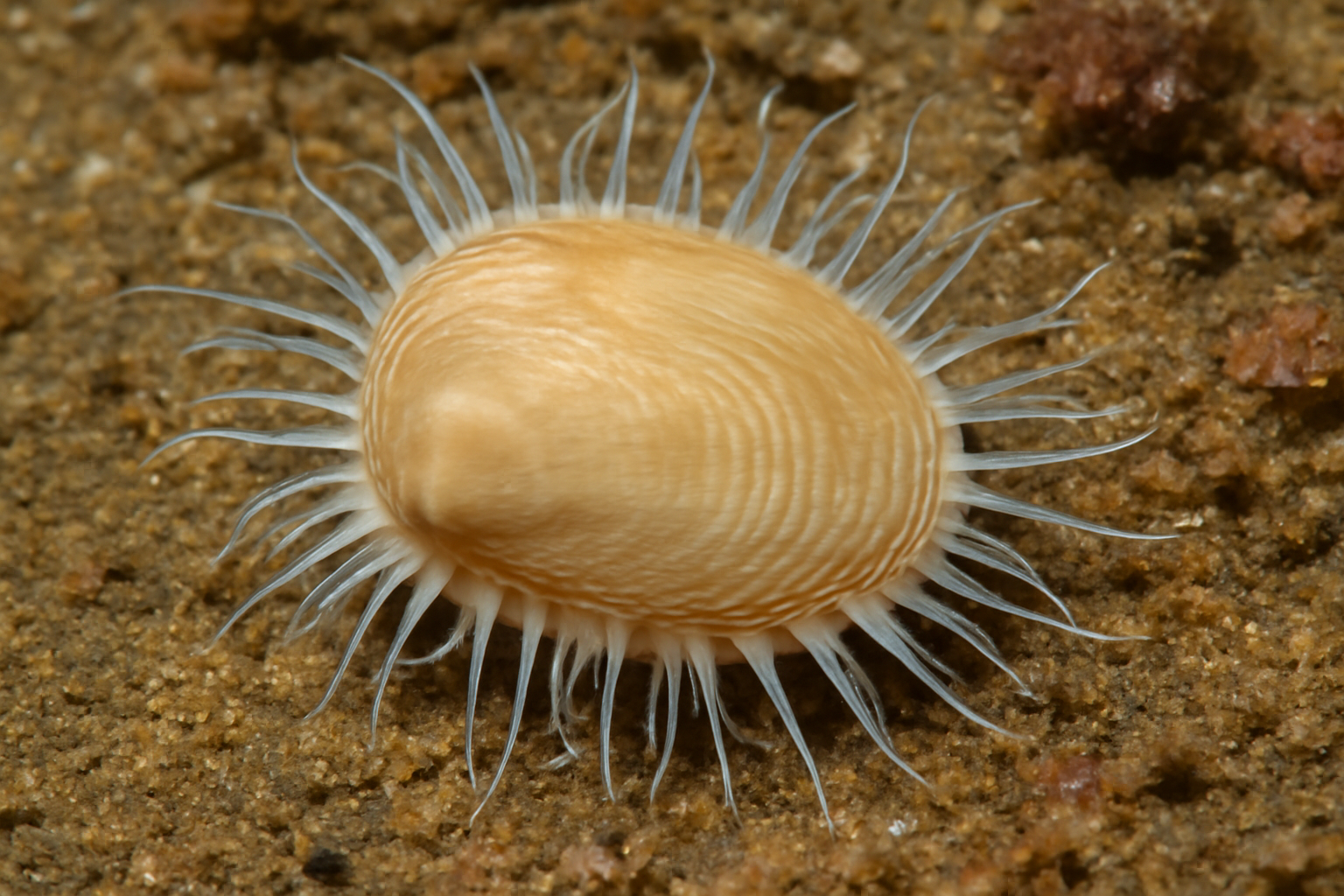 Delicate nut clam