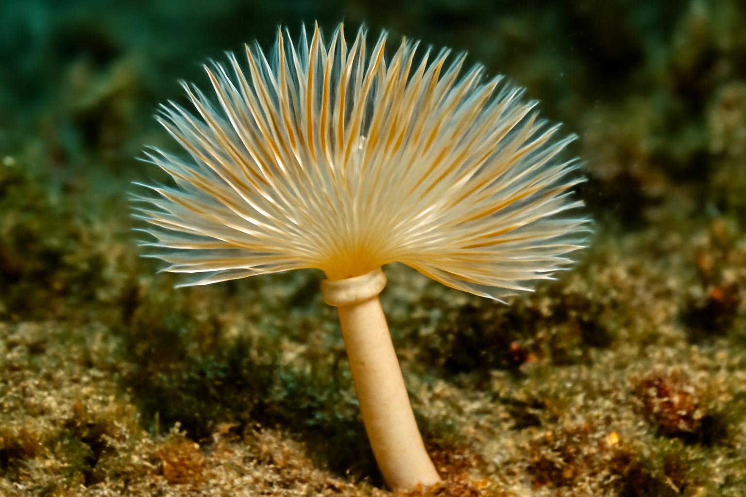 Collared Parchment Tube Worm