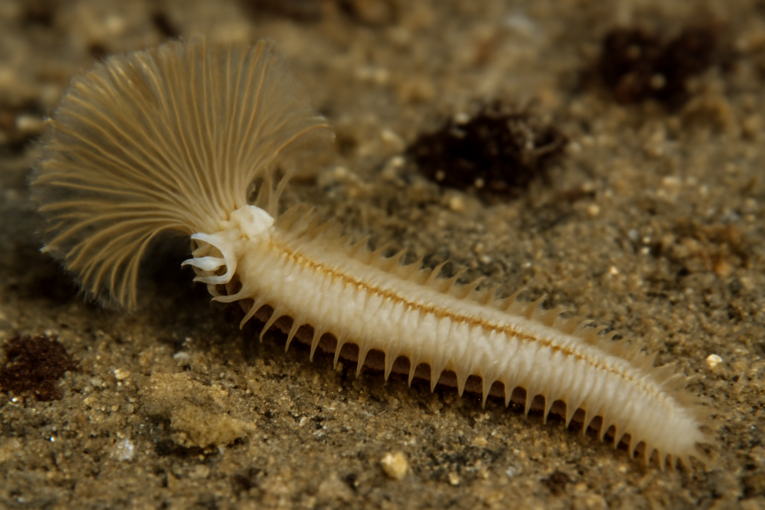 Melinnopsis monroi