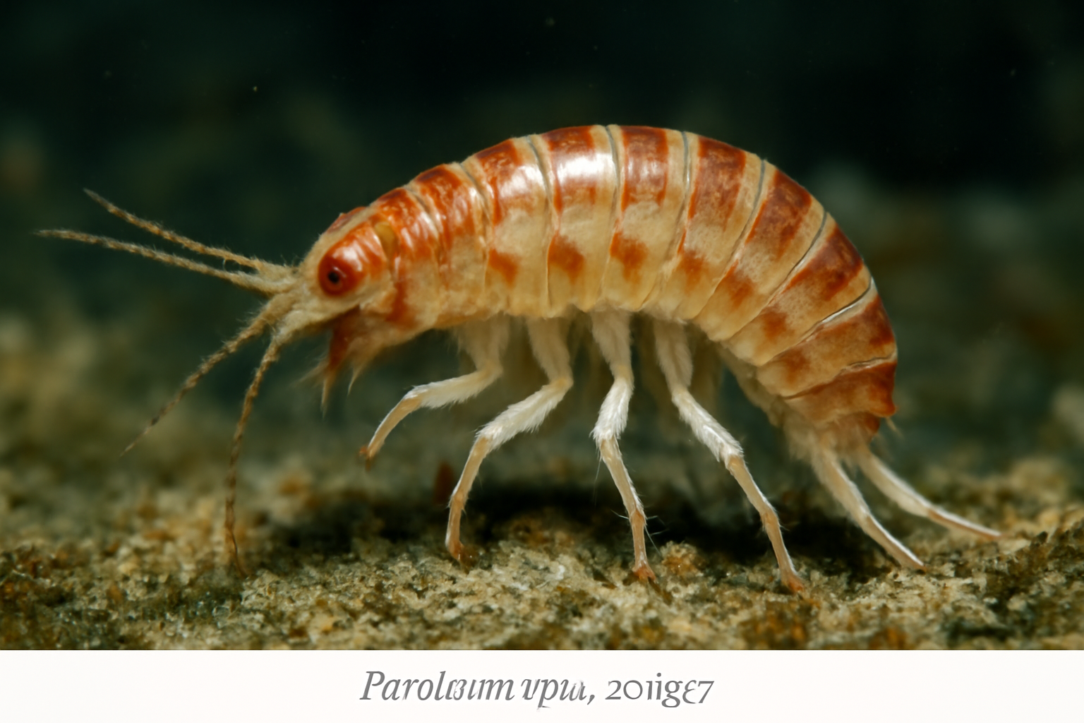 Parelasmopus setiger