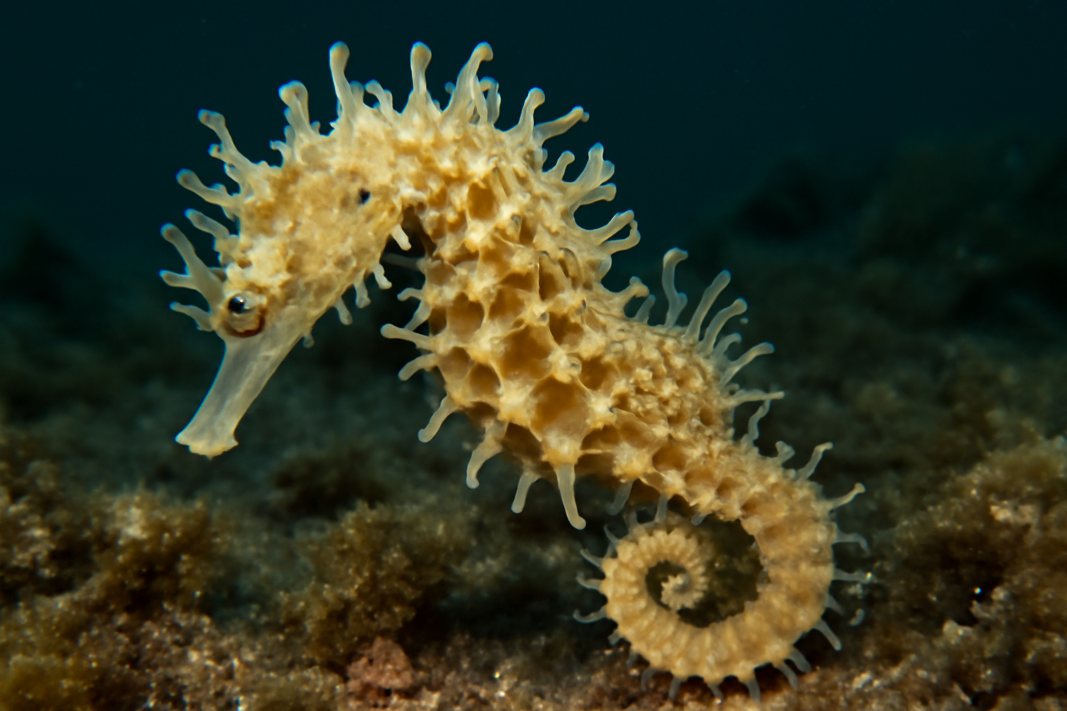 Sosane's Seahorse