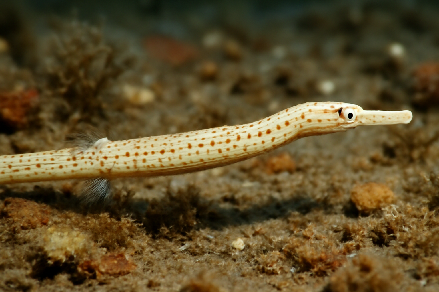 Sosane's Pipefish