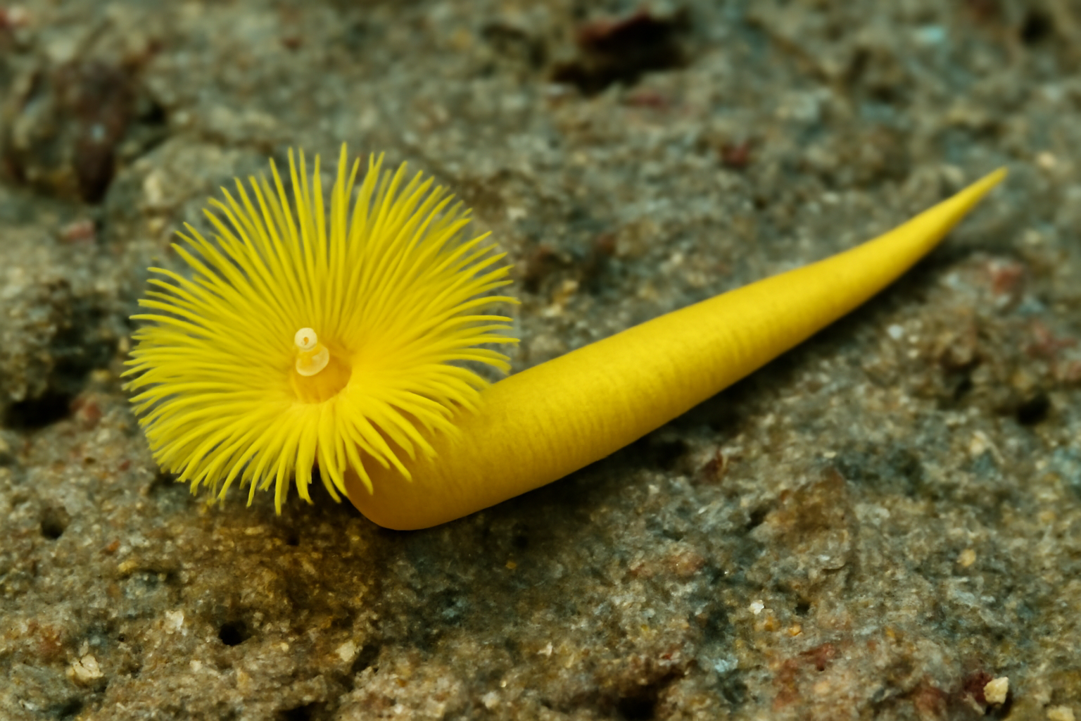 Lemon-yellow Worm