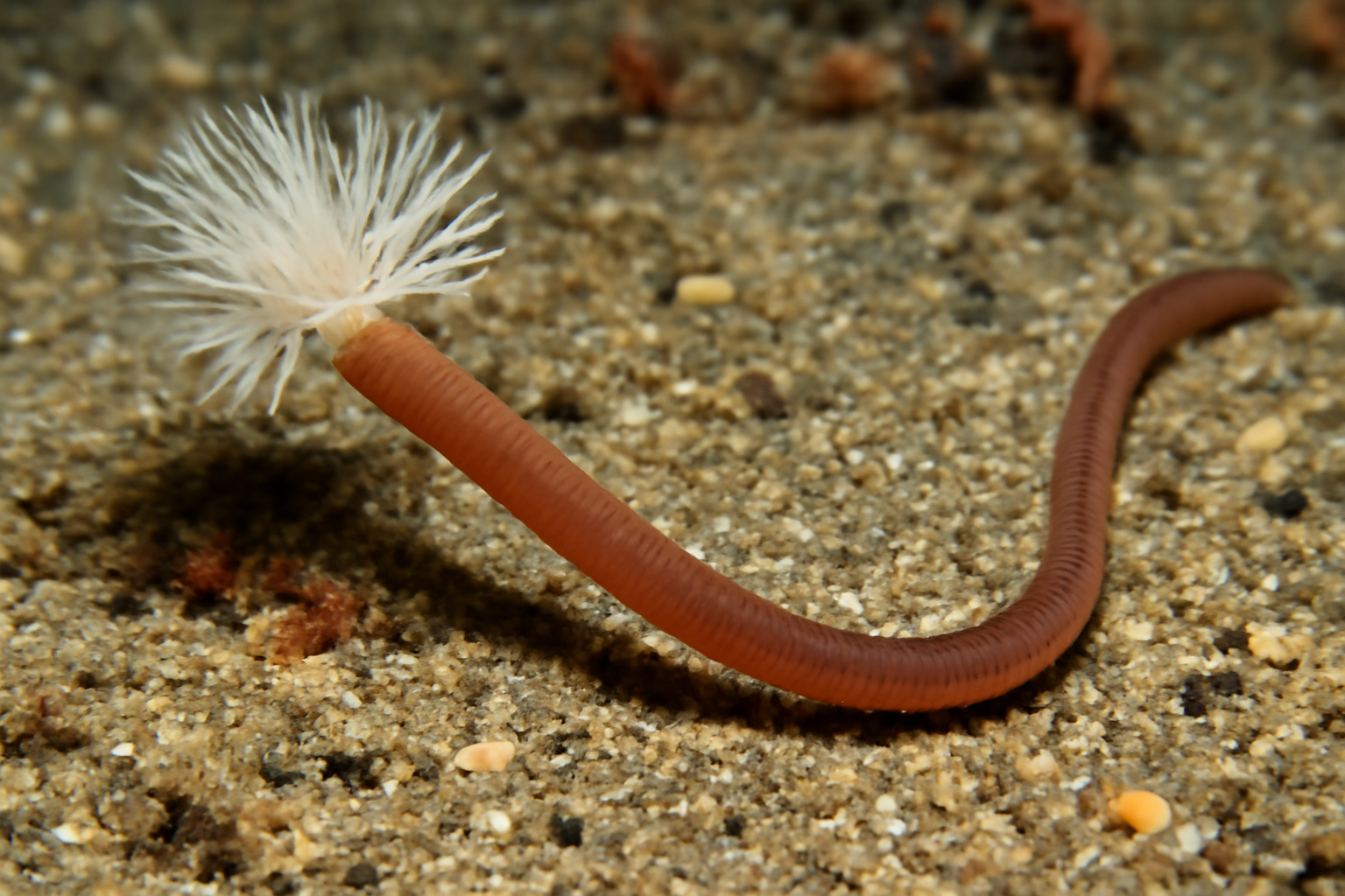 Stylarioides longicauda
