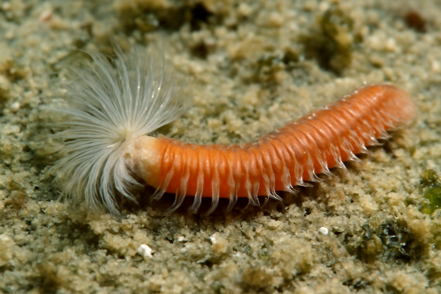 Stylarioides insularis
