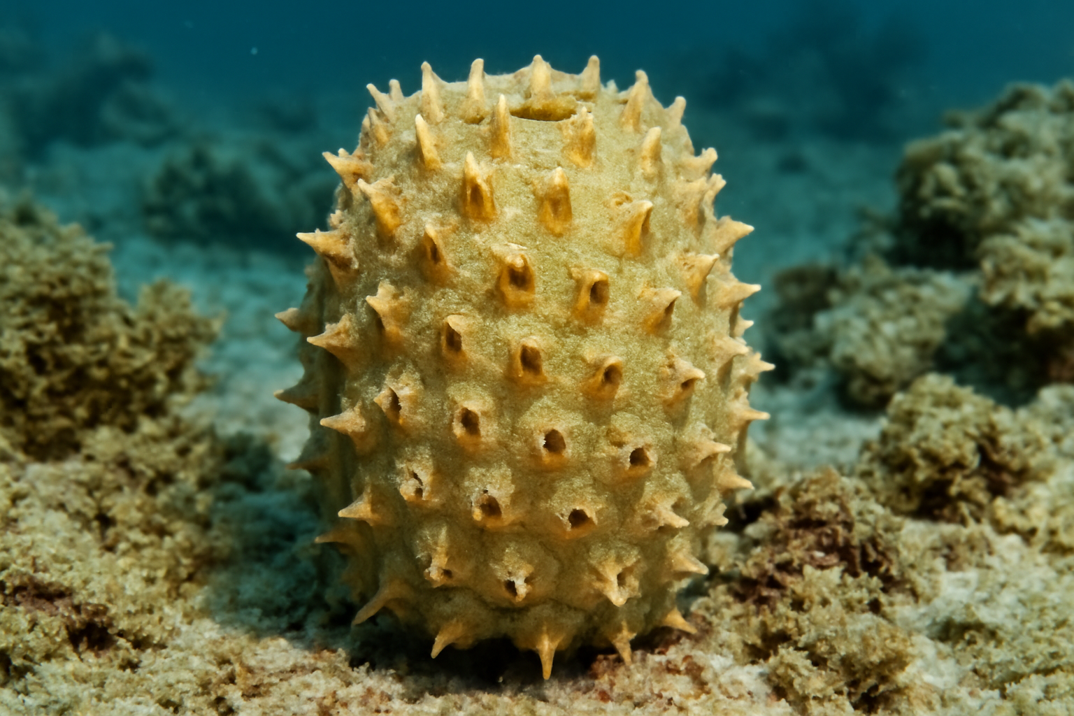 Aciculites homurus