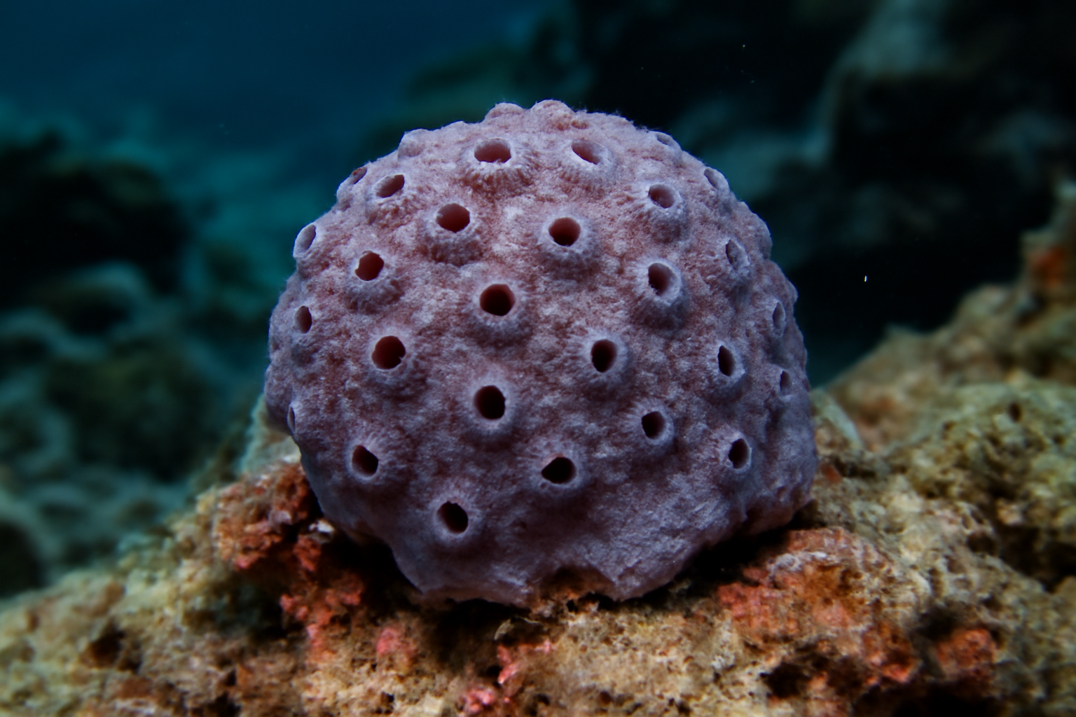 Aciculites oculatus