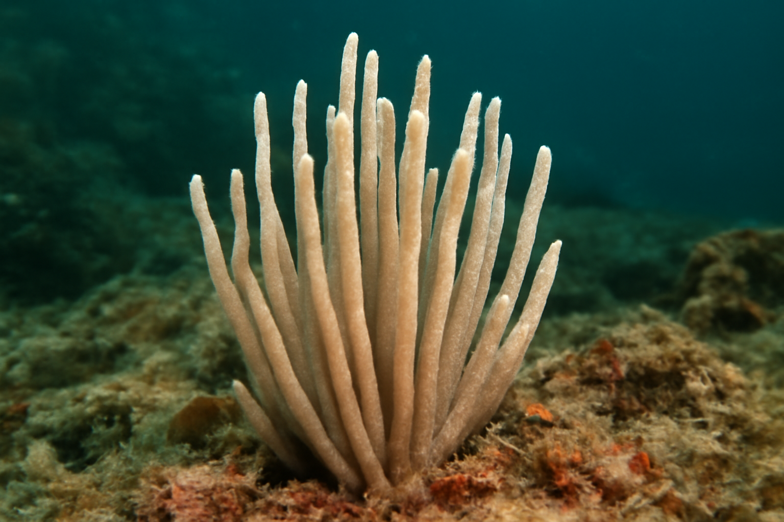 Aciculites lumbricalis