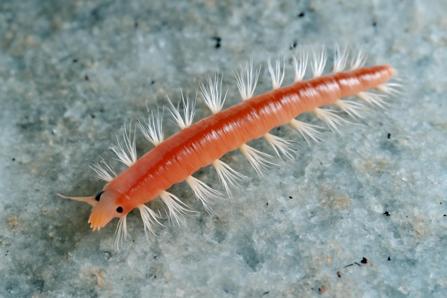 Glaciere Worm