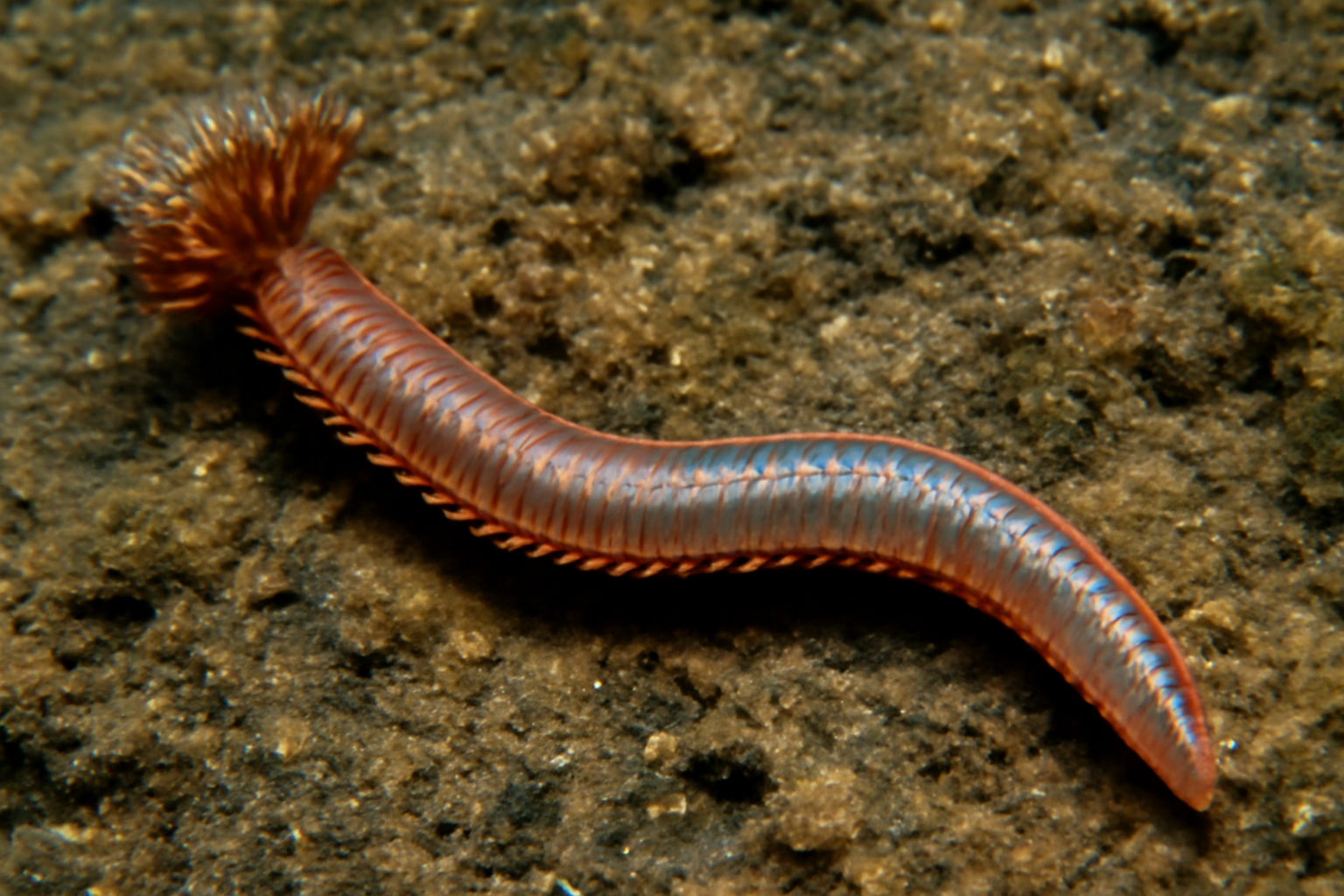 Nicoya Worm
