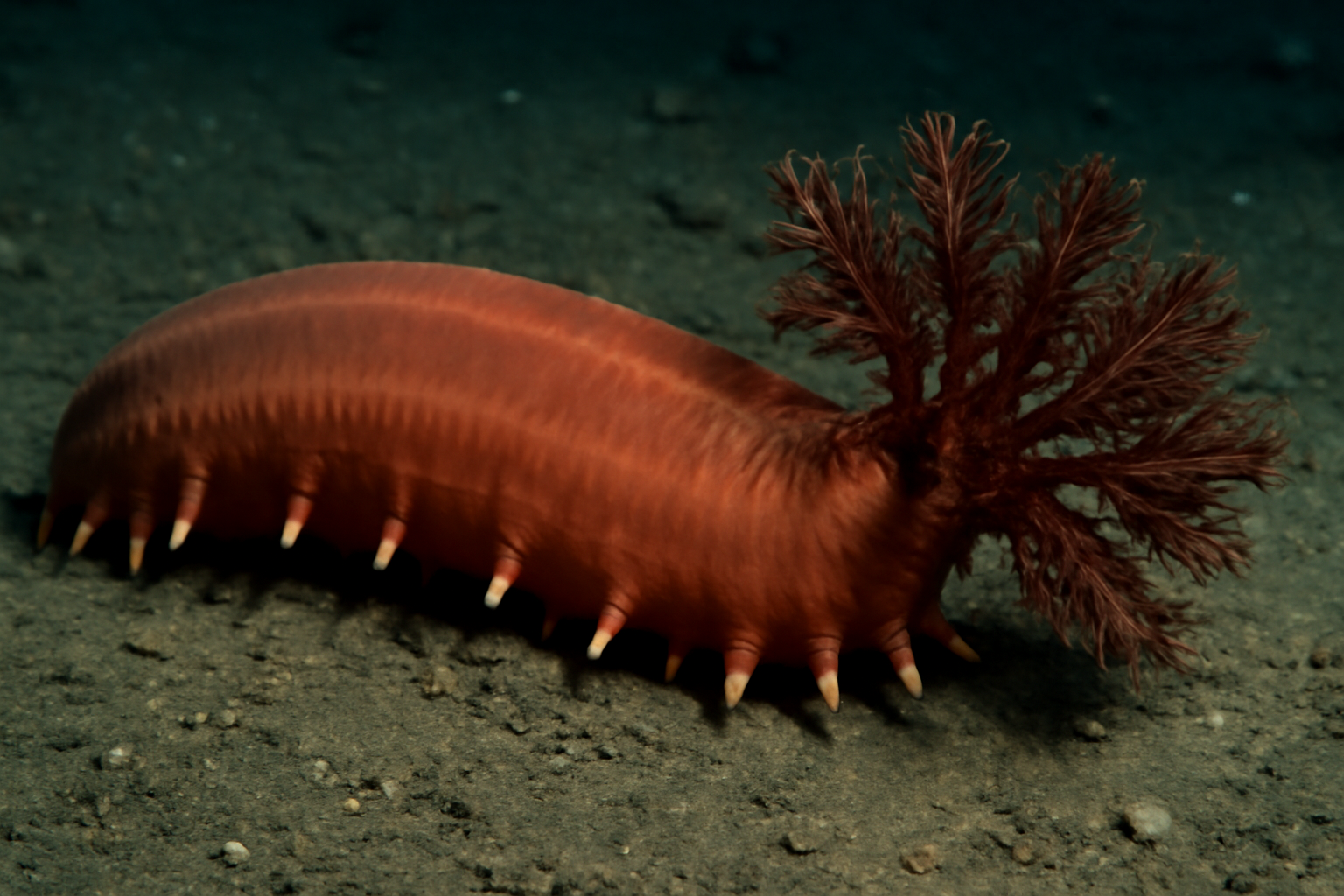 Deep sea Hartman's sea cucumber