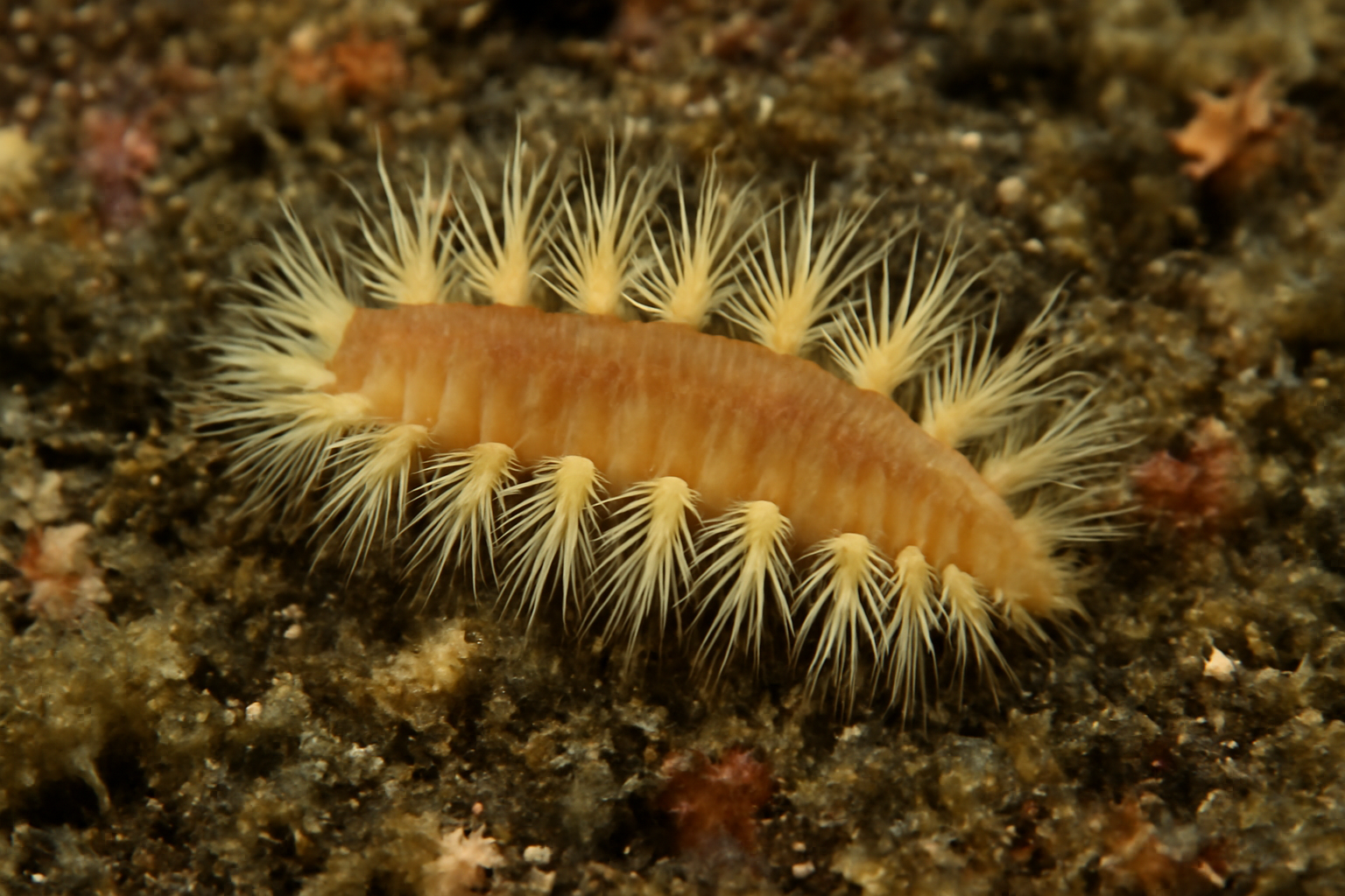 Semiflabelligera kudenovi