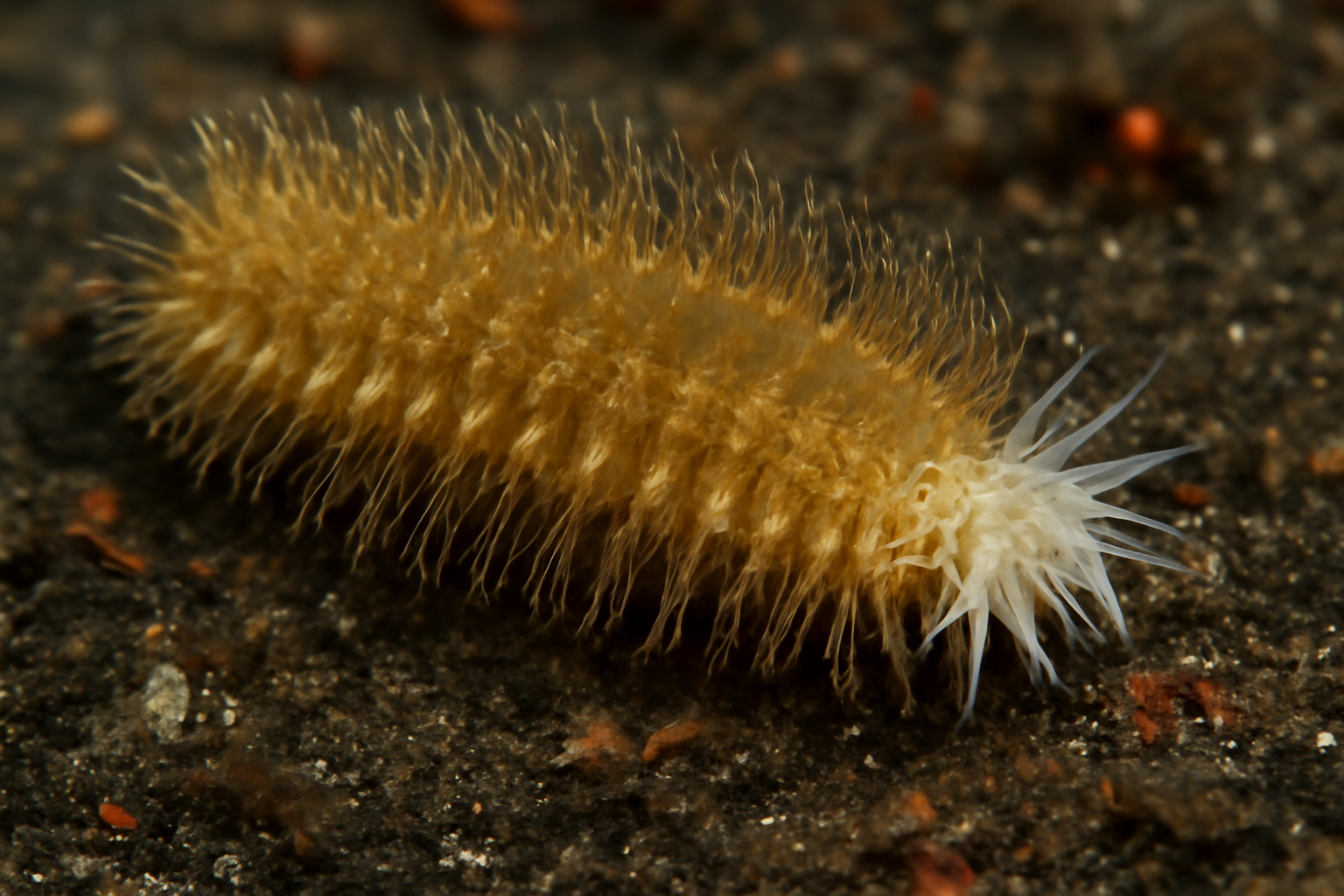 Semiflabelligera okadai