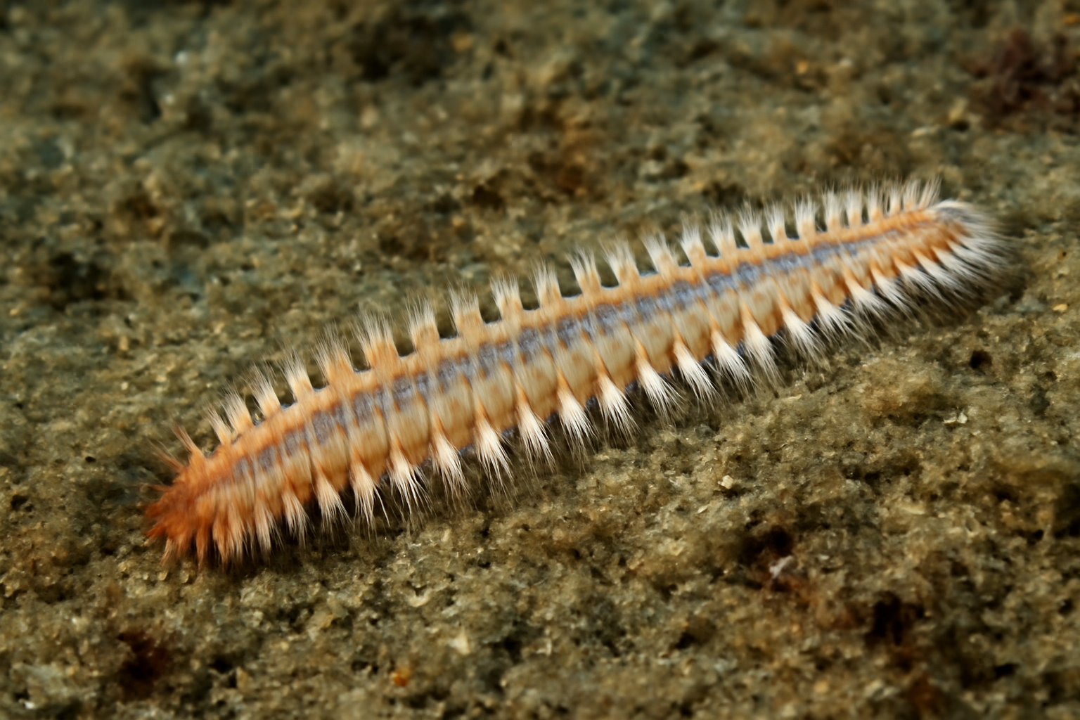 Sea worm