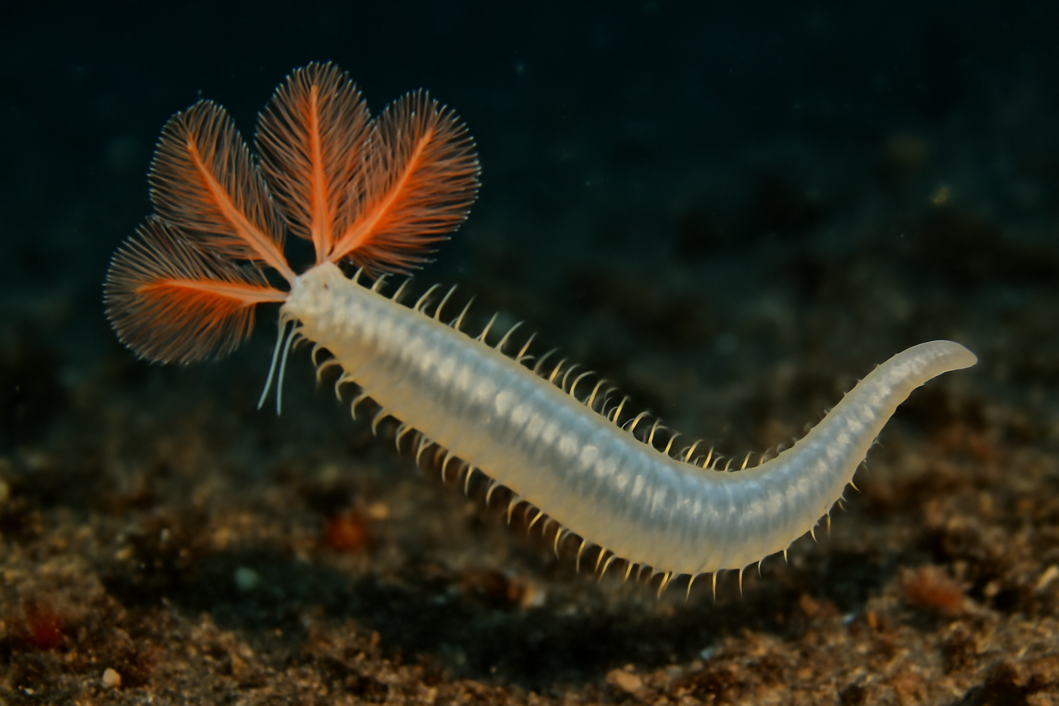 Four-gilled Bomber Worm