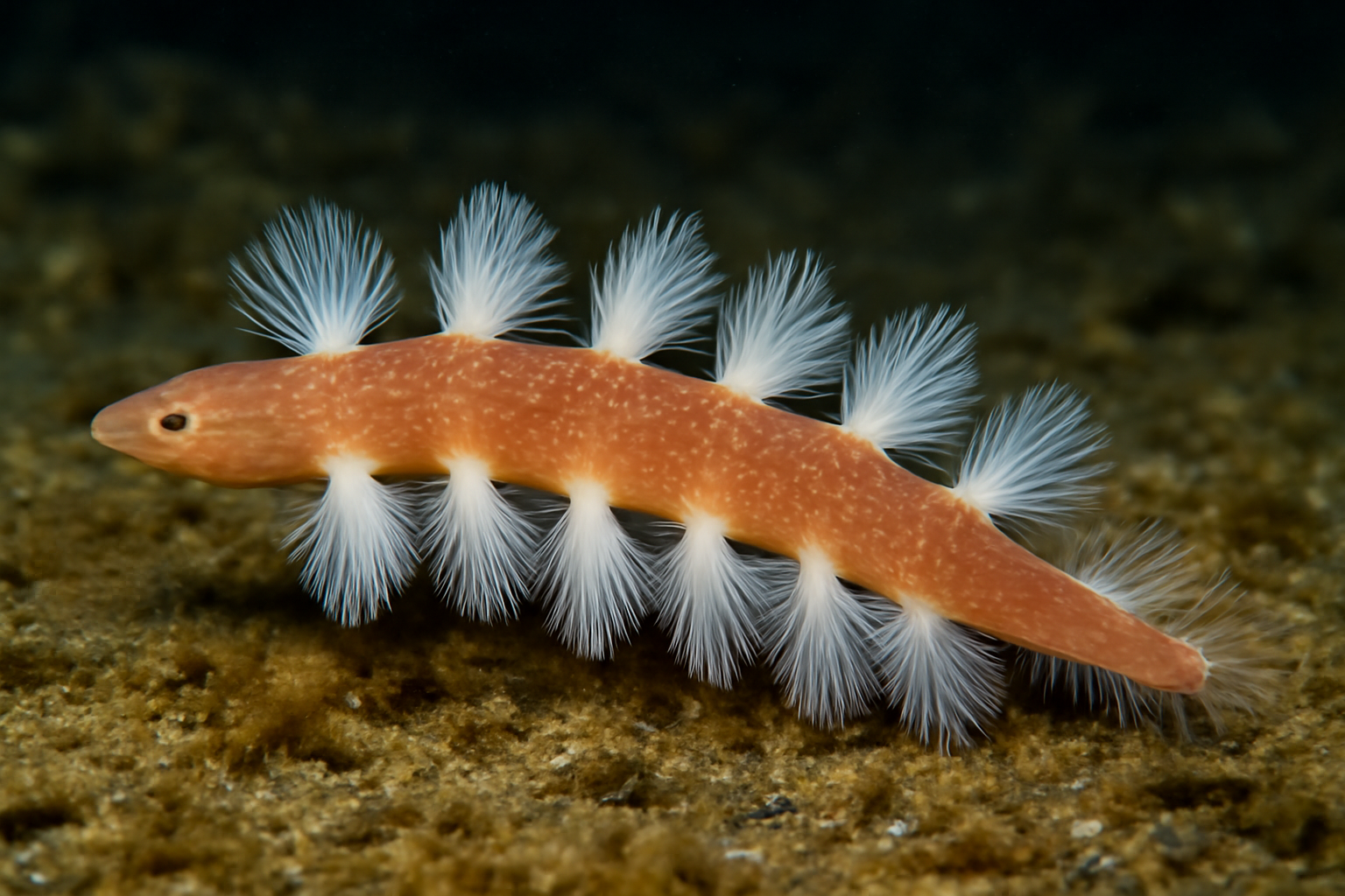 Seven-gilled Bomber Worm