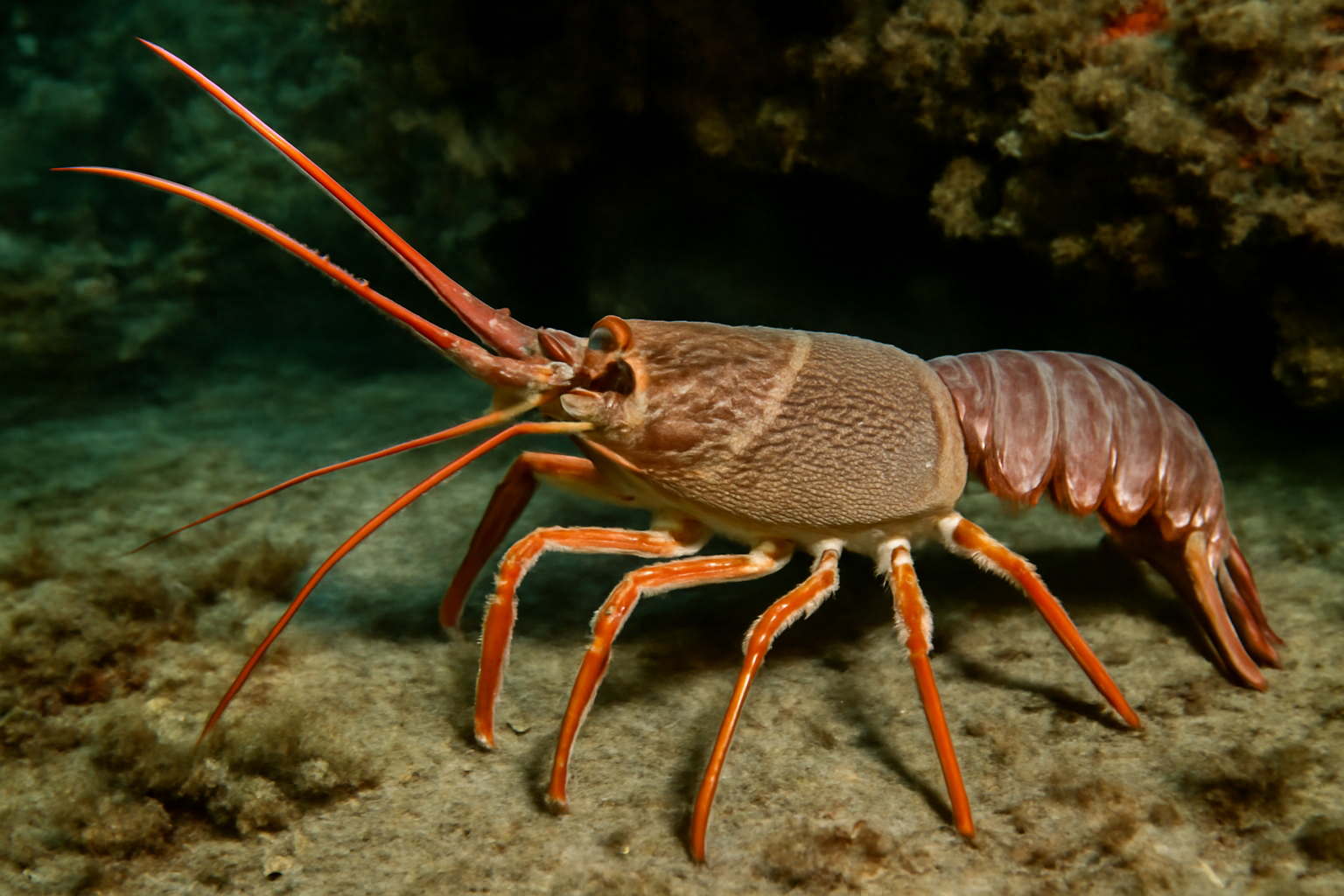 Smooth Lobster