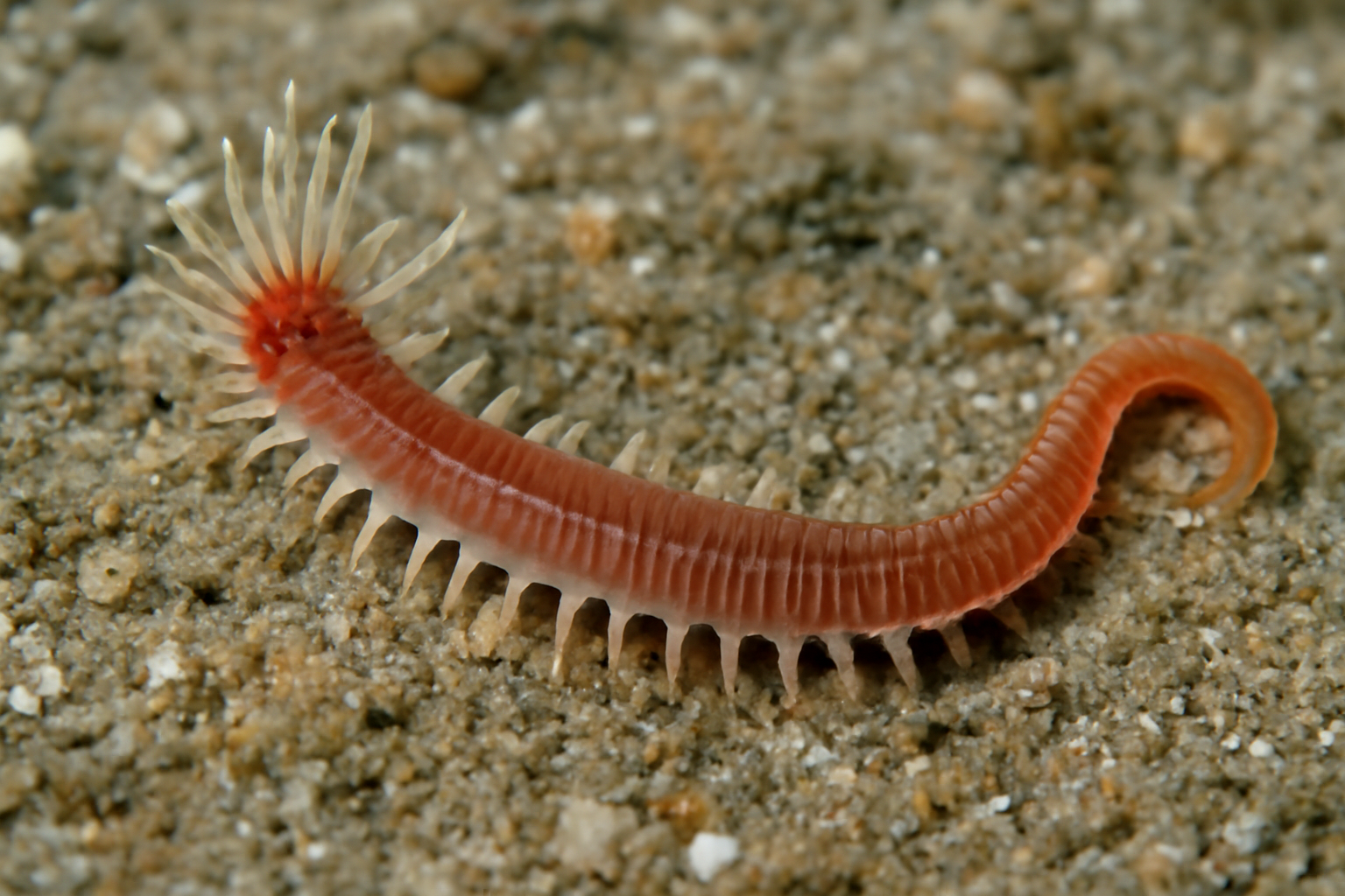 Capitomastus cirrifer
