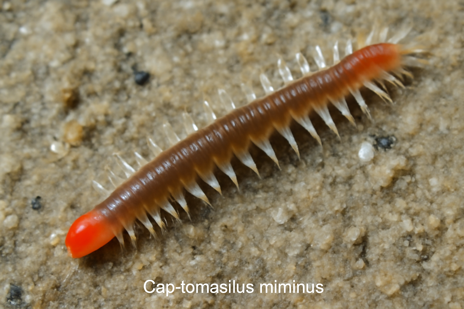 Capitomastus minimus