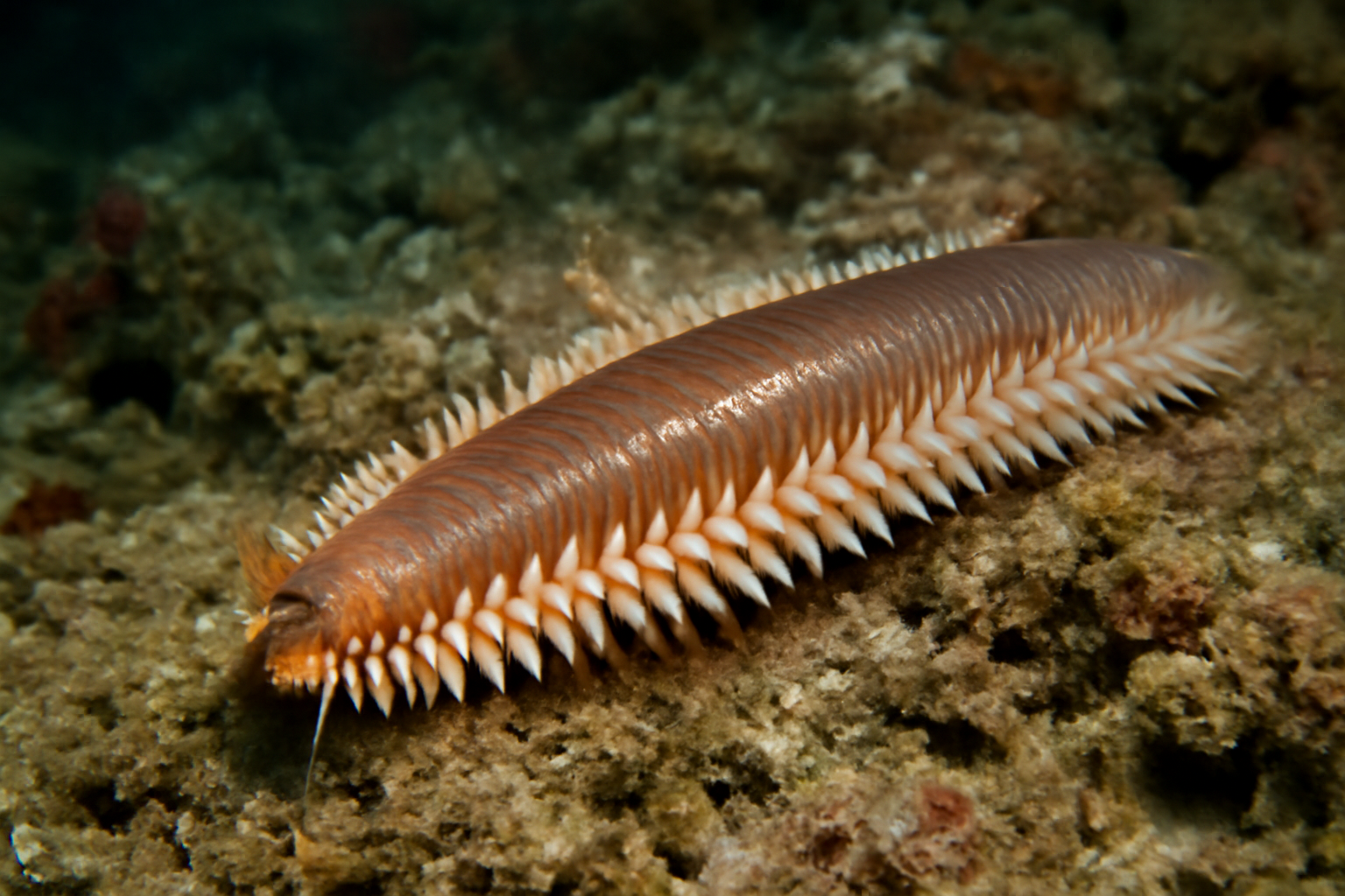 Giant Sea Worm