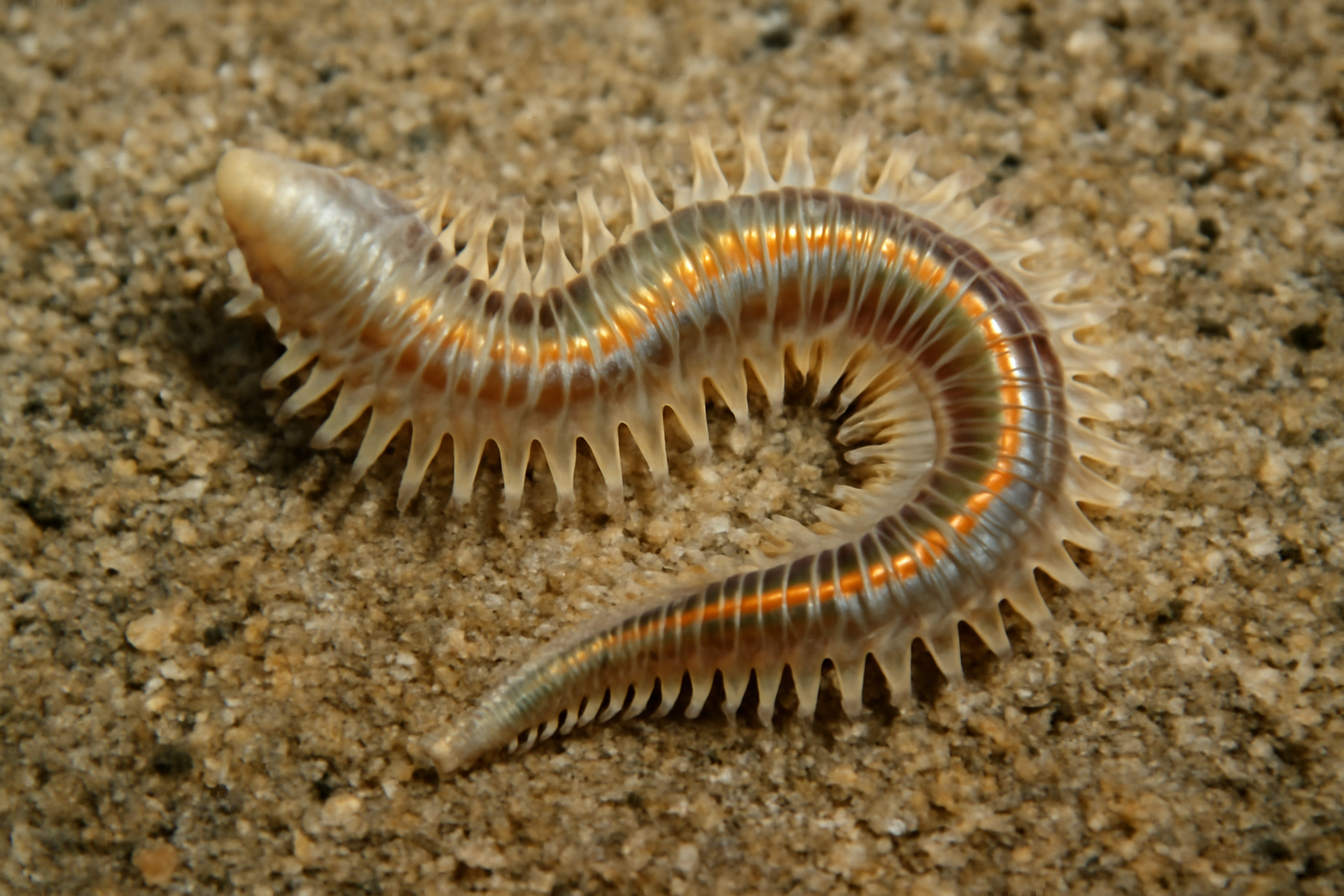 Sand Pile Worm