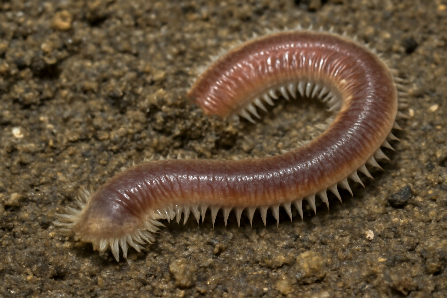 Mud Pile Worm