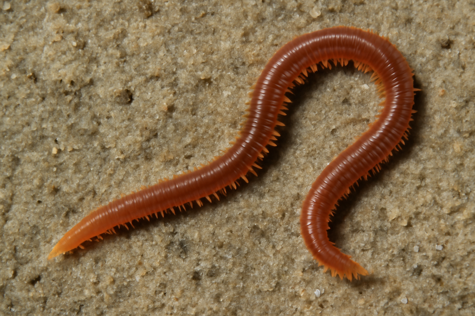 Notomastus tenuis