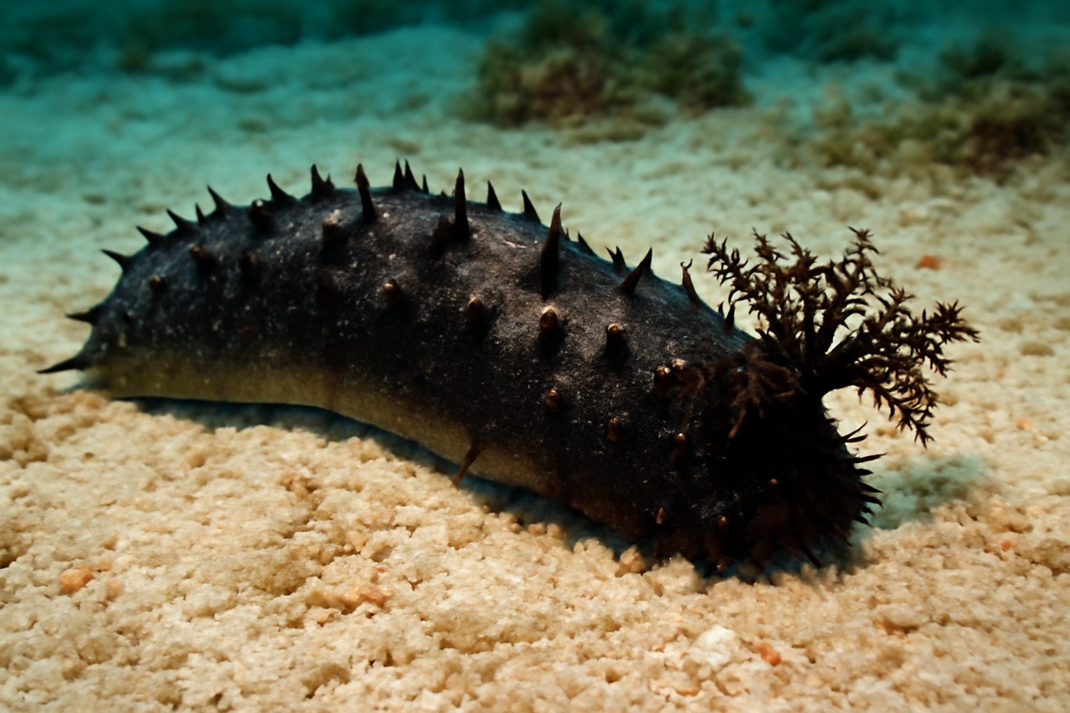 Ink sea cucumber