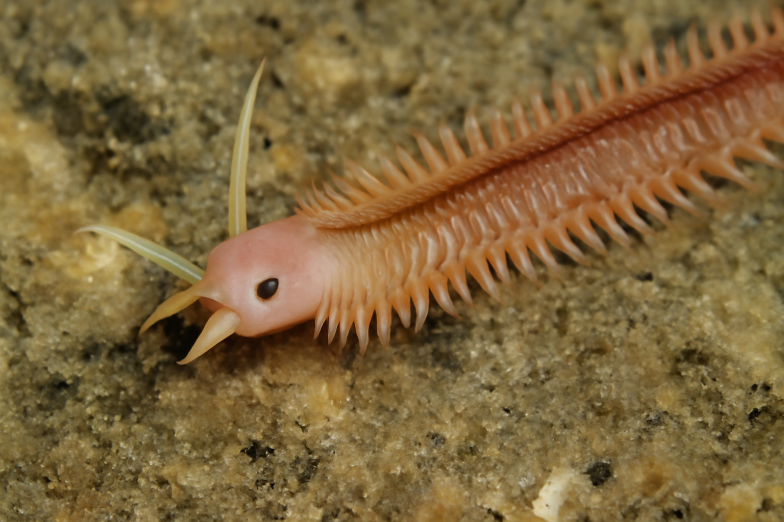 Macoma Clam Worm