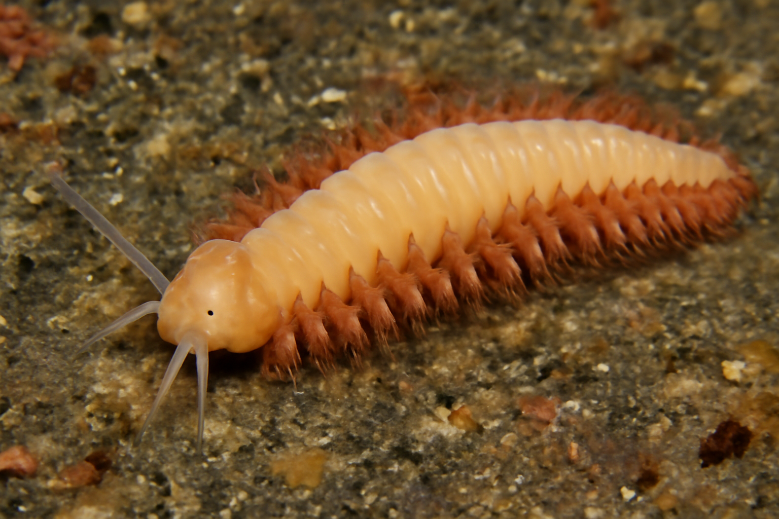 Antarctic Scalibregmatid