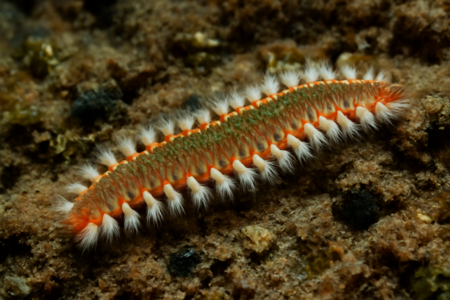 Nicole's Bristle Worm