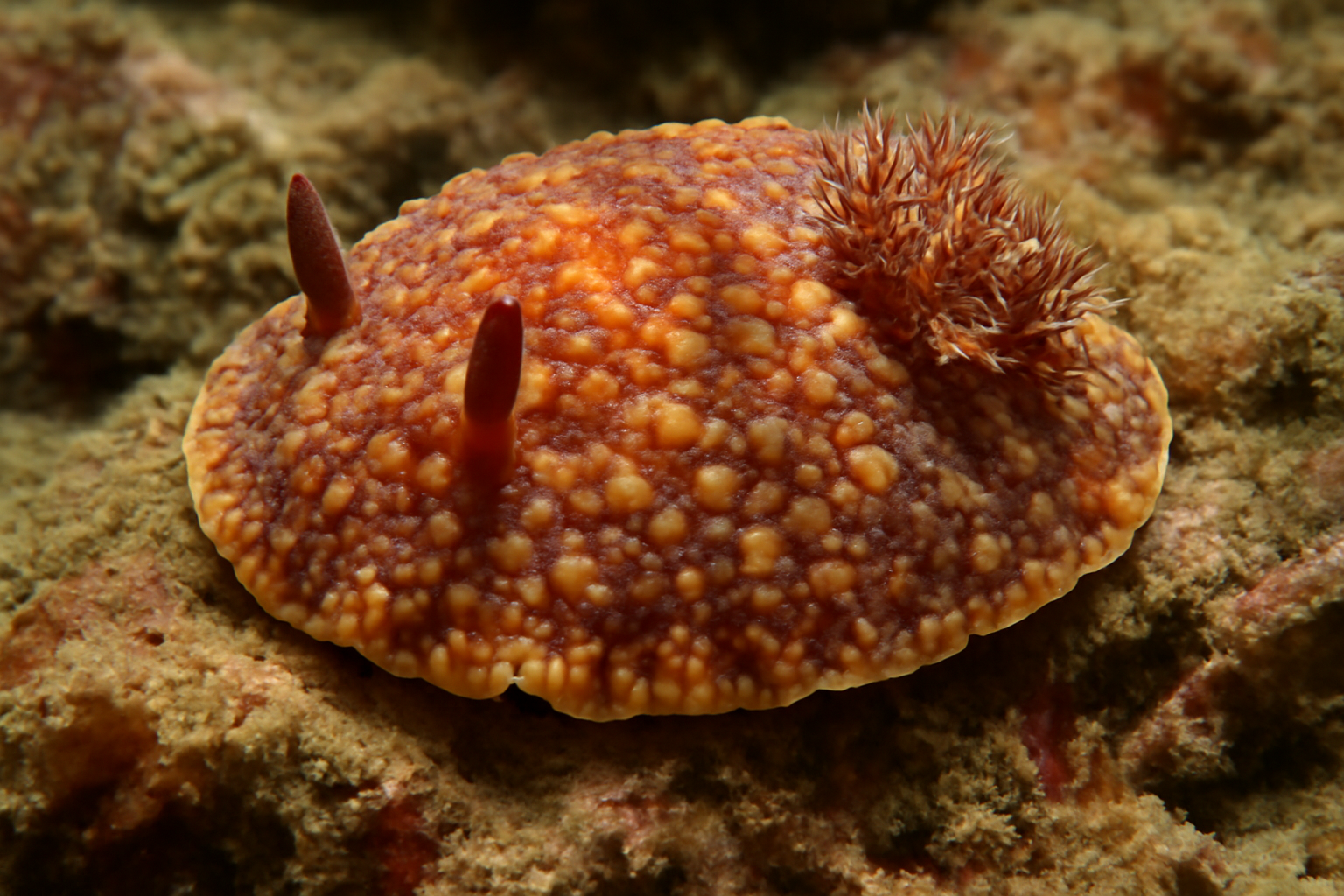 Rock-dwelling Sea Slug