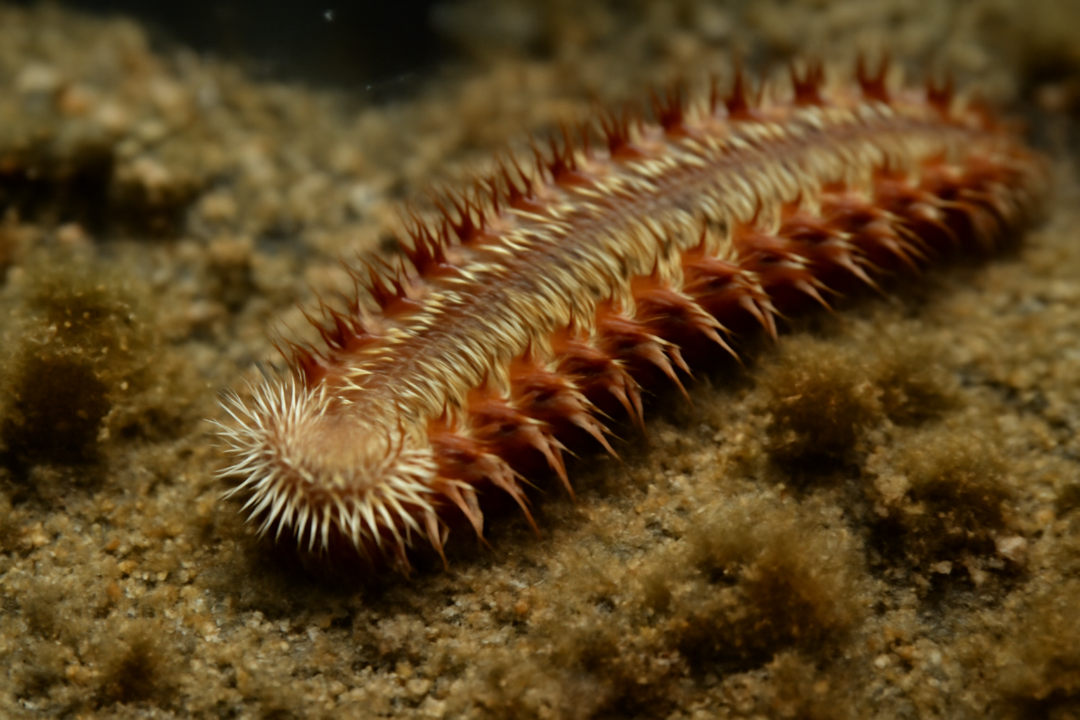 Ragged Worm