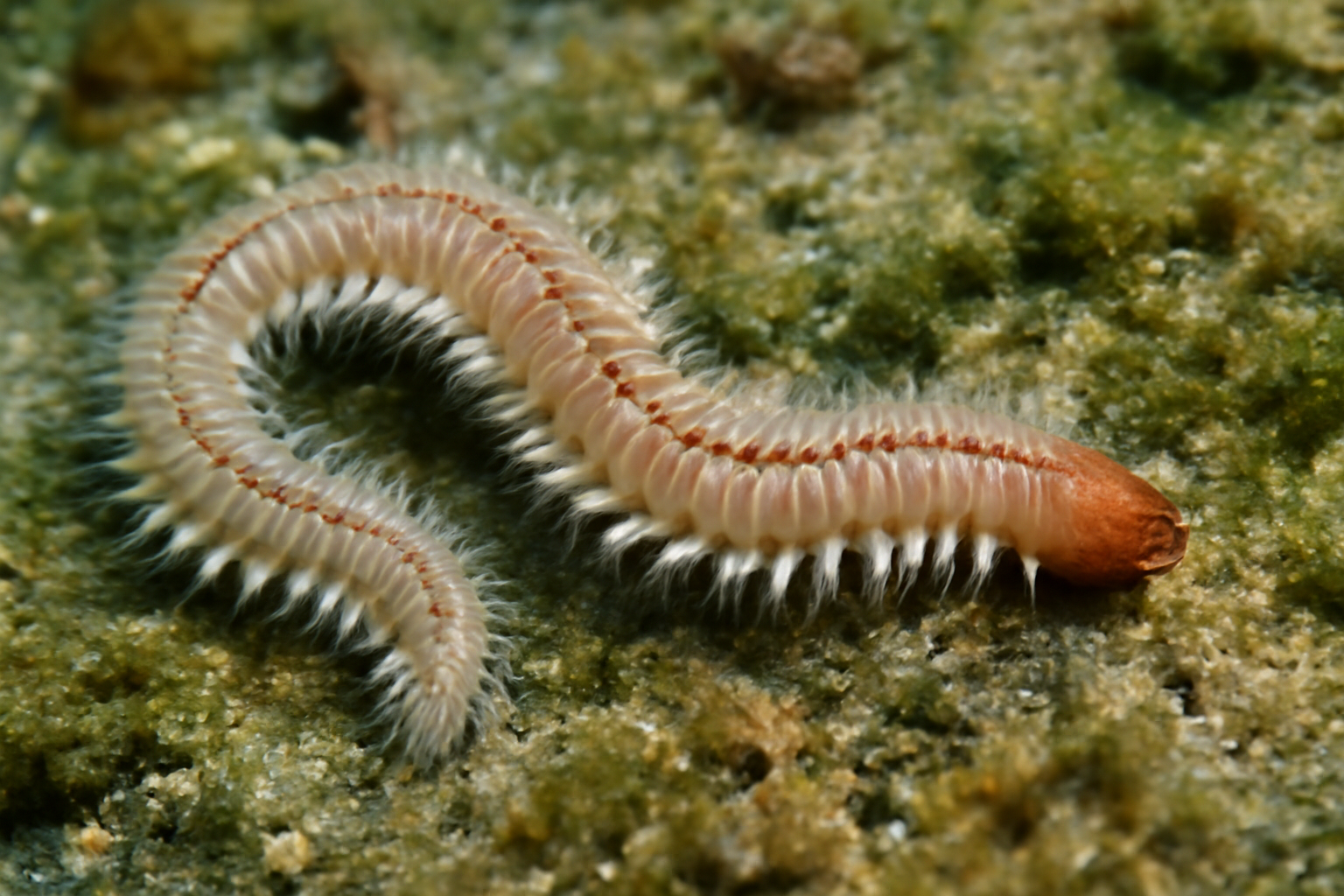 Marine worm