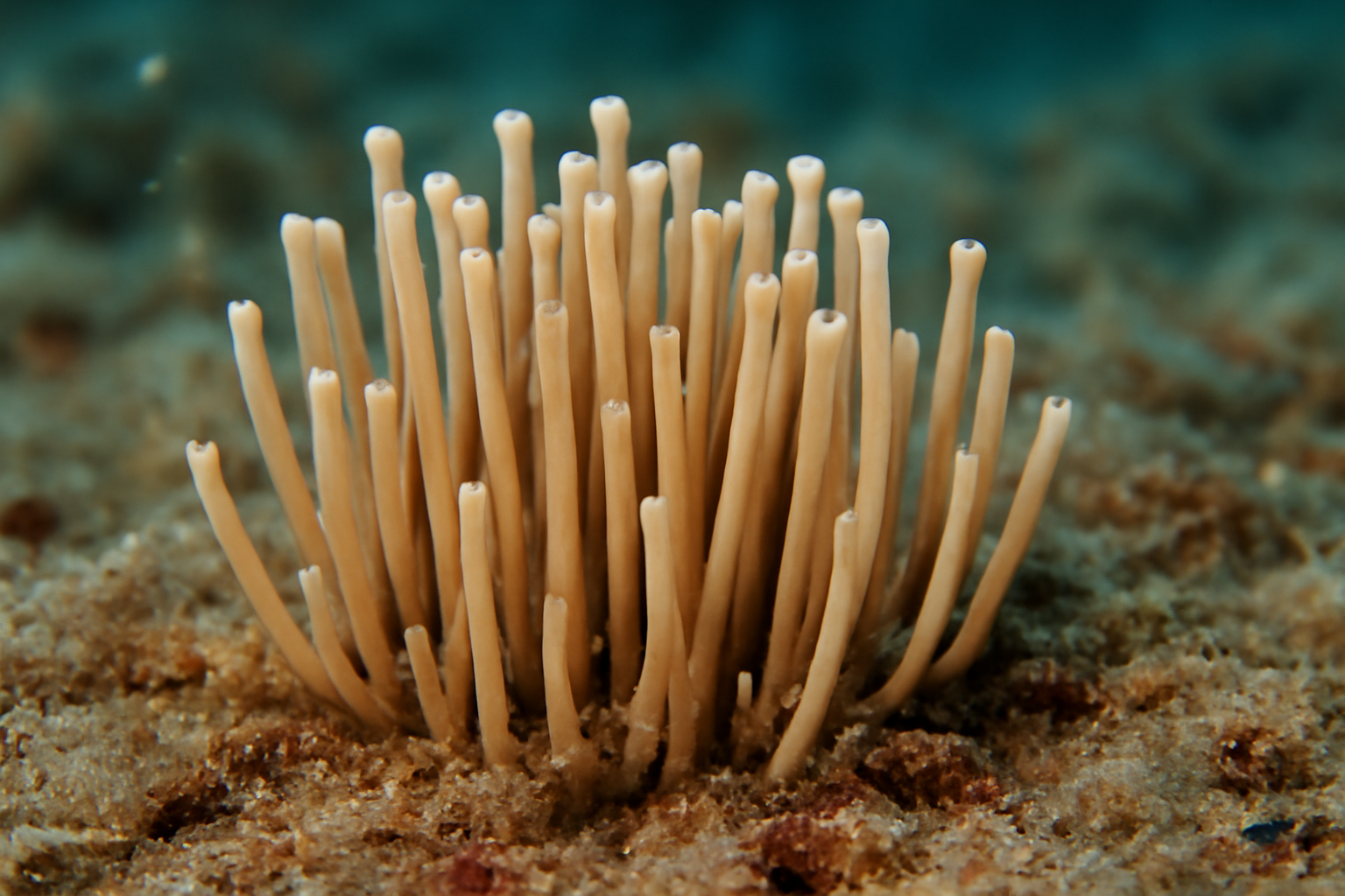 Monticellina Rod Coral
