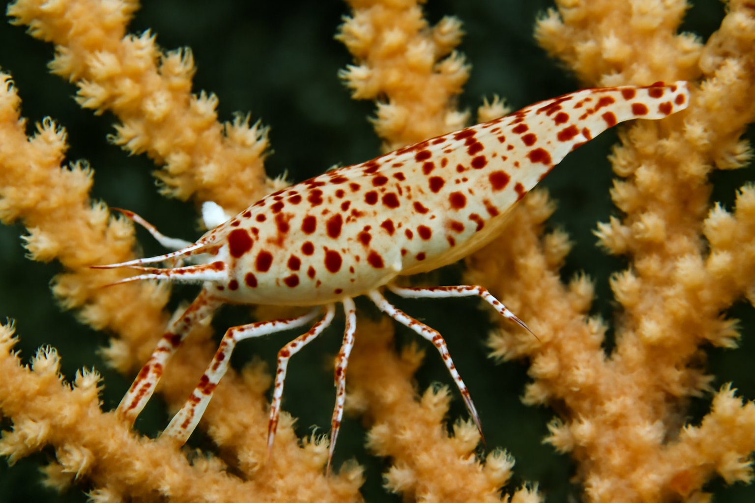 Spotted Gorgonian Shrimp