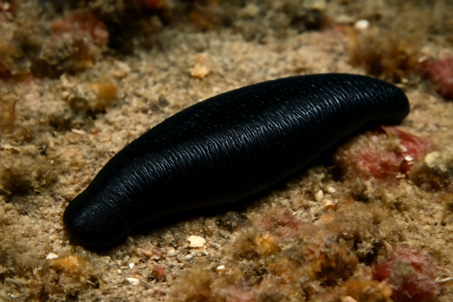Black Sea Leech