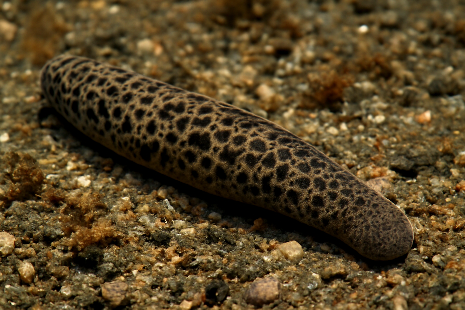 Pacific Sea Leech