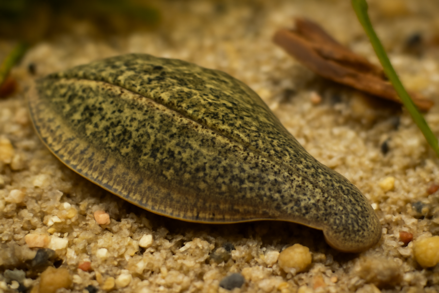 Common Glossiphonia