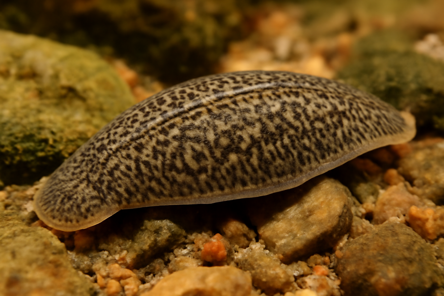 Spotted Glossiphonia