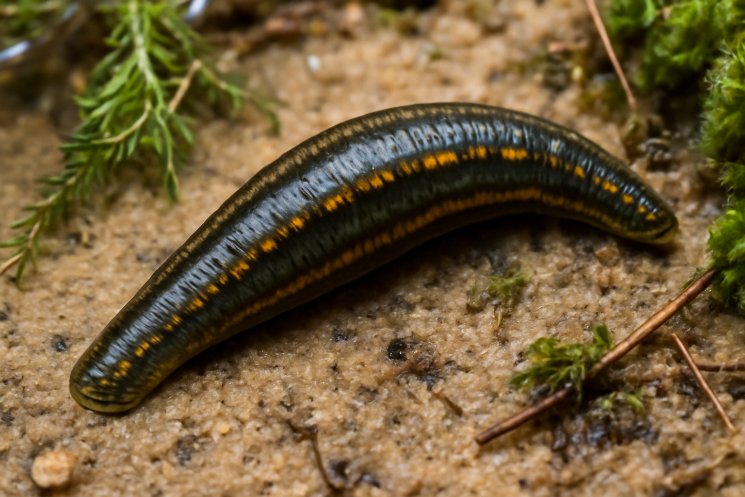 Common Leech