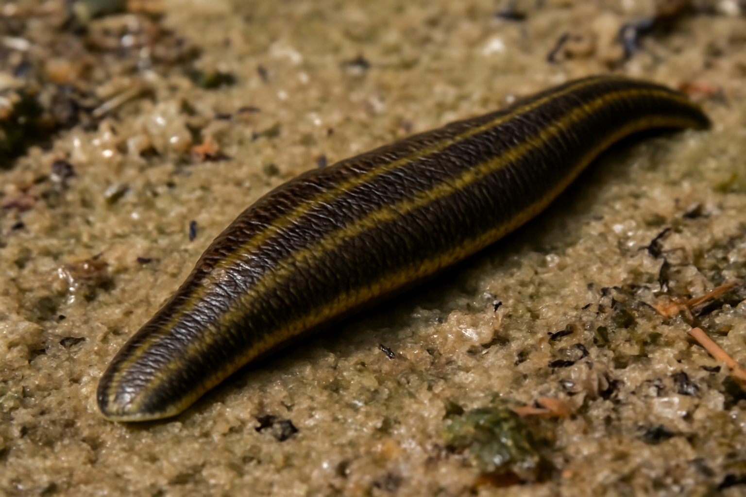 North American Leech