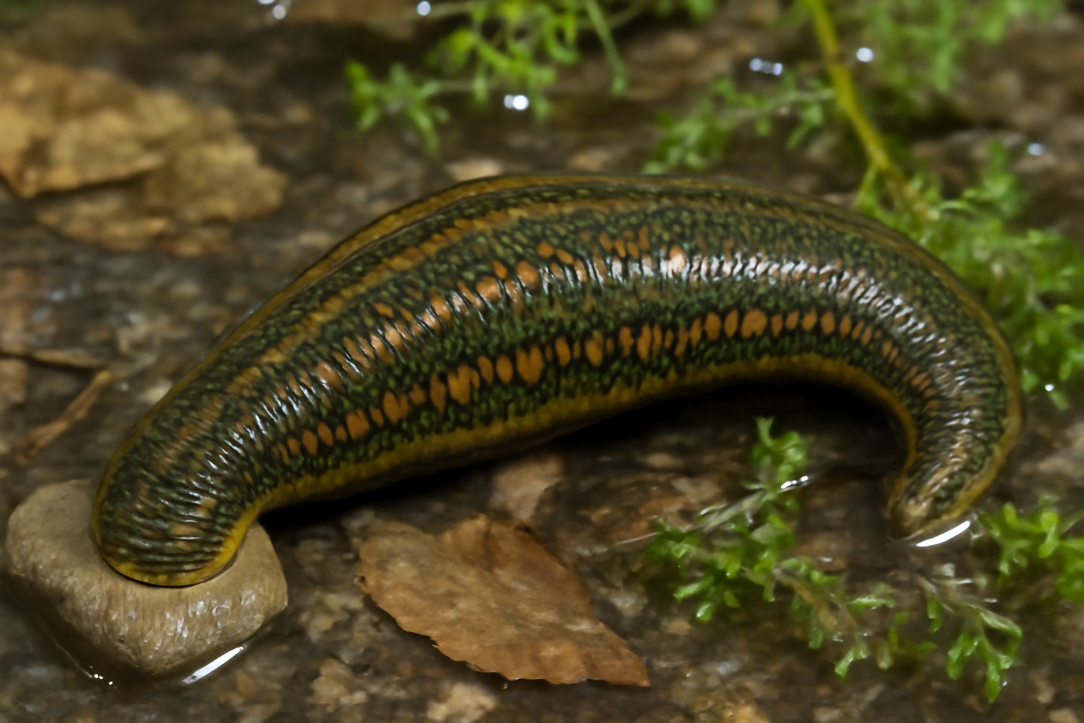 European bloodsucking leech